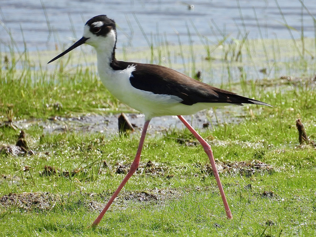 Black-necked Stilt - ML620249969