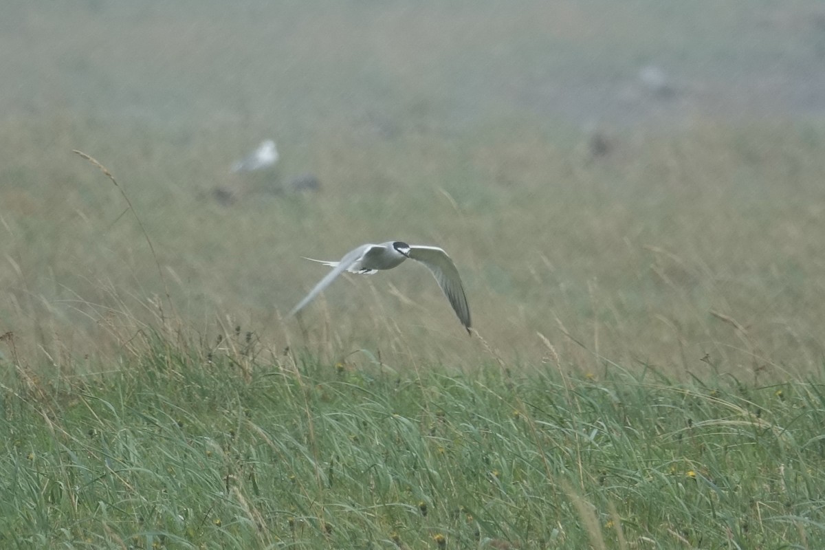 Aleutian Tern - ML620249971