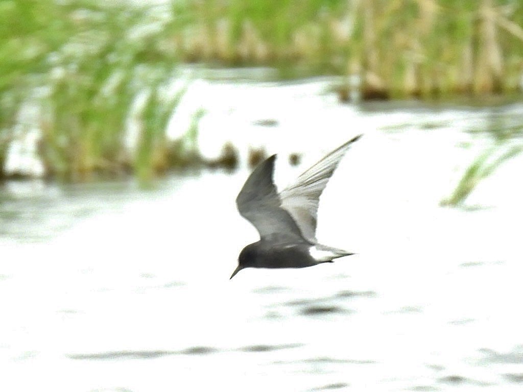 Black Tern - ML620249978