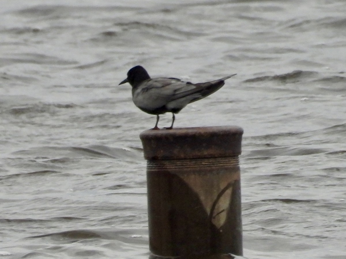 Black Tern - ML620249980