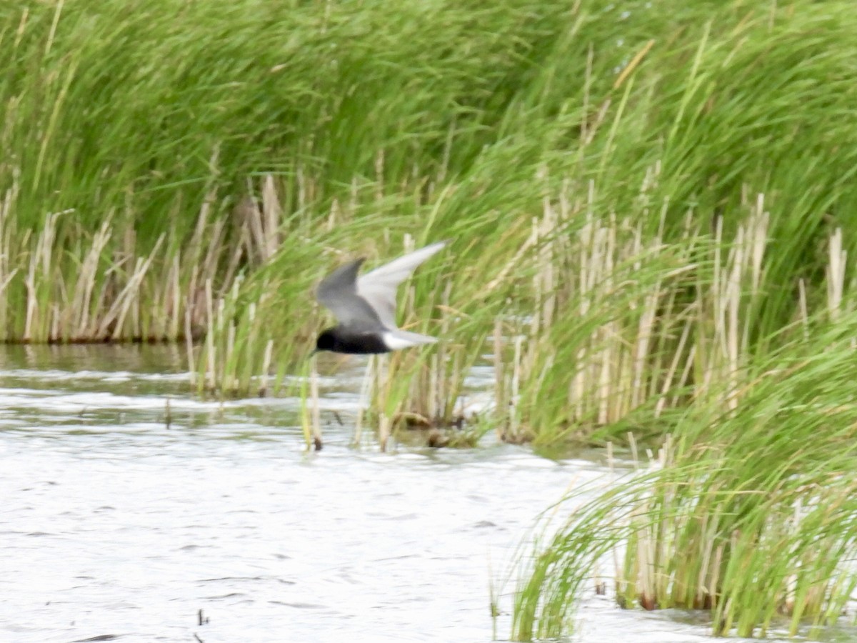 Black Tern - ML620249981