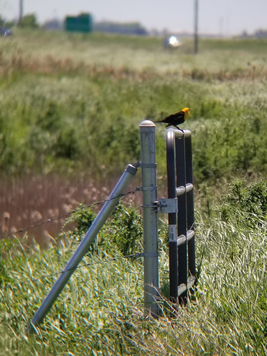 Yellow-headed Blackbird - ML620249984