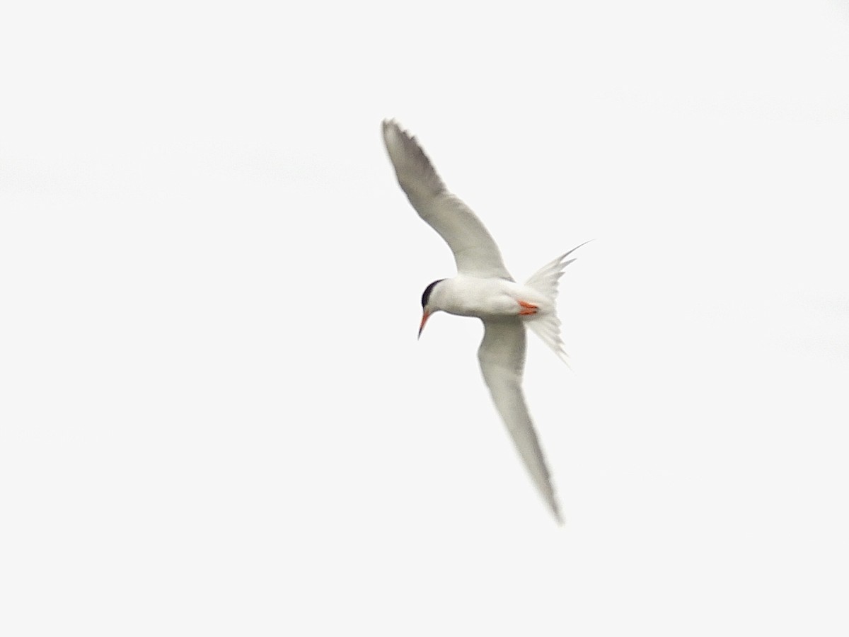 Forster's Tern - ML620249990