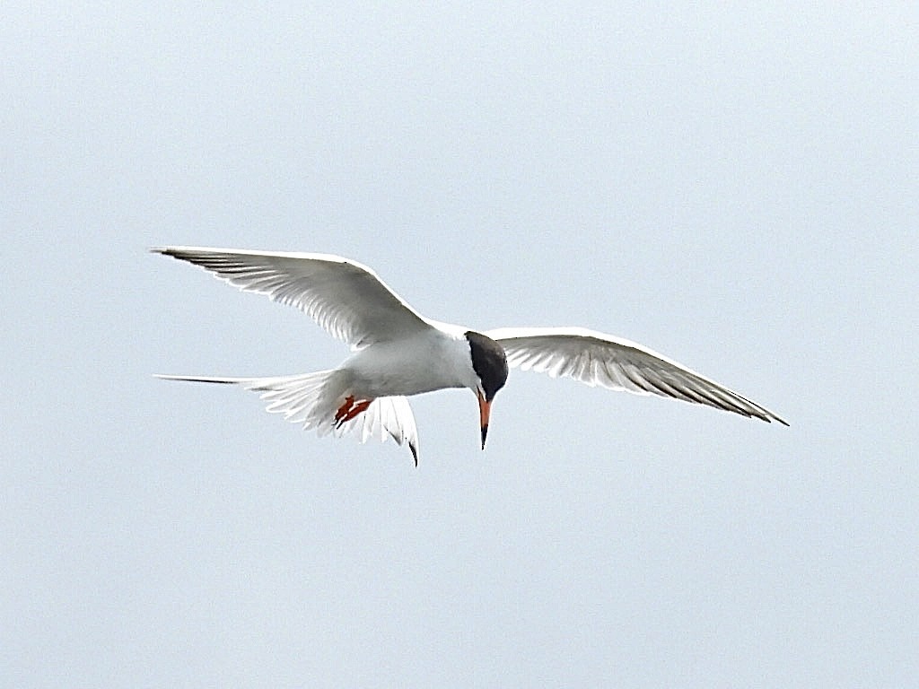 Forster's Tern - ML620249991