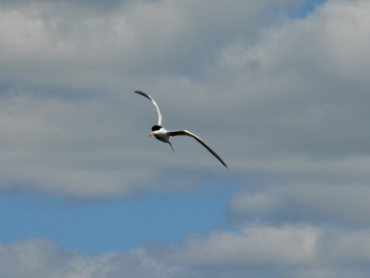 Forster's Tern - ML620249992