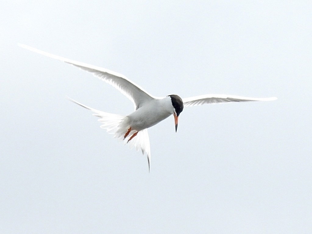 Forster's Tern - ML620249993