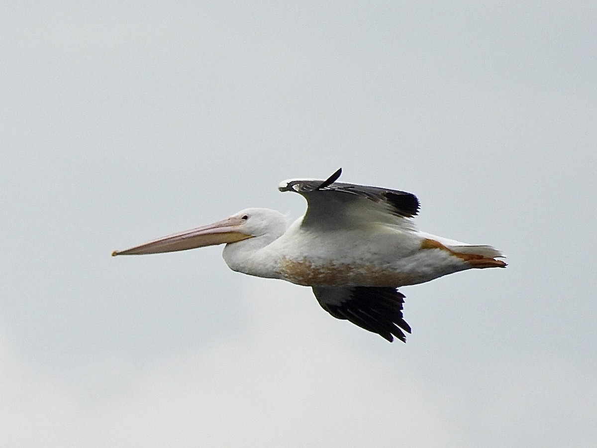 American White Pelican - ML620249995