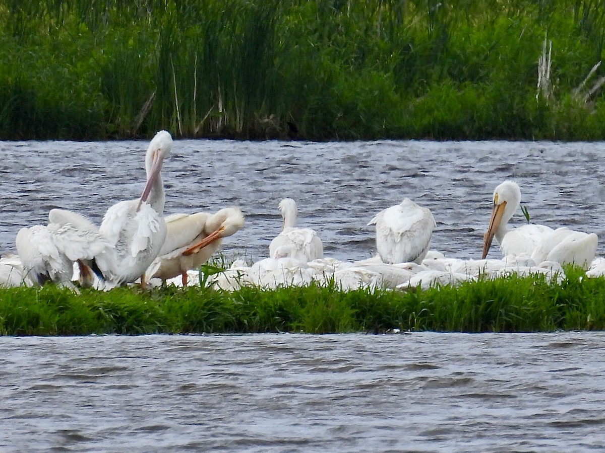 American White Pelican - ML620249996