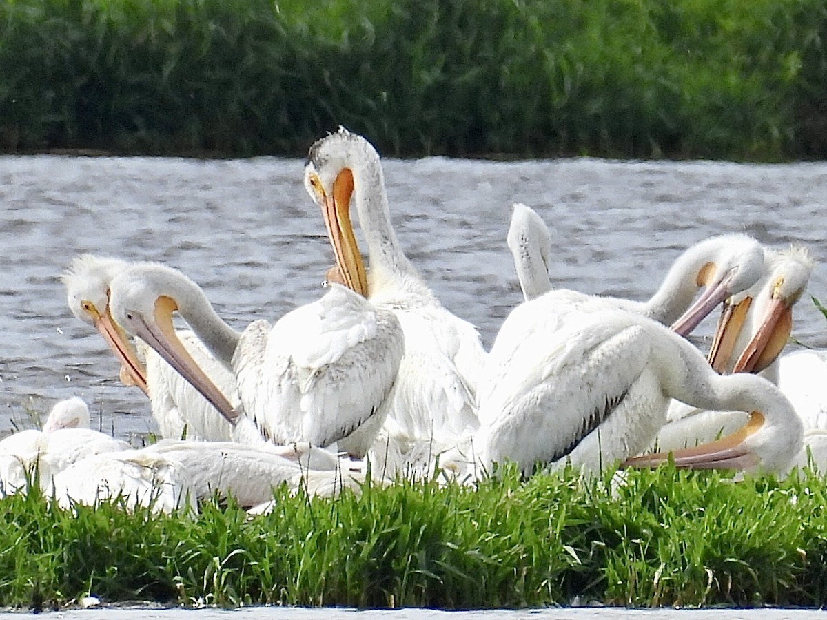 American White Pelican - ML620249997