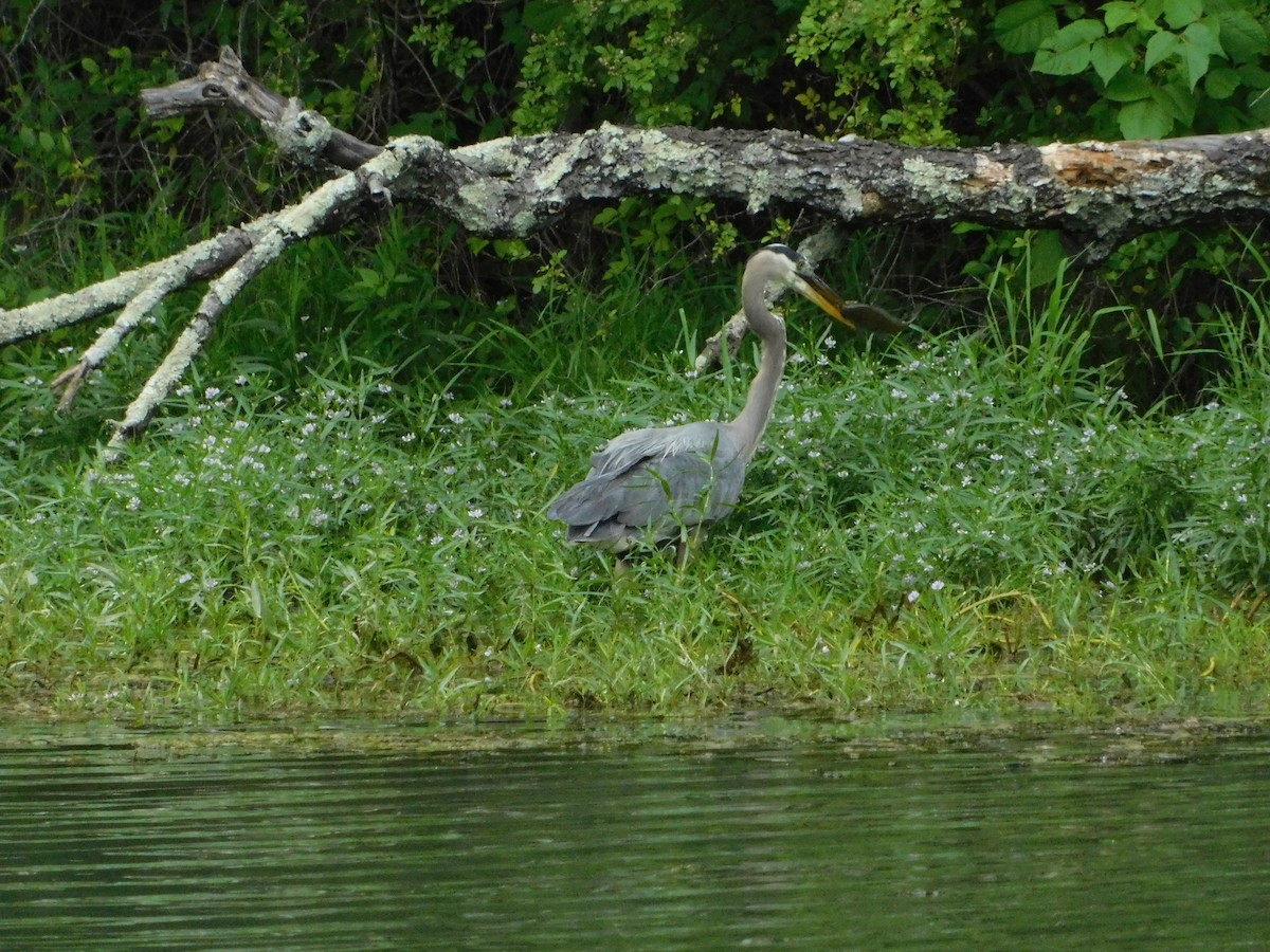 Great Blue Heron - ML620250002