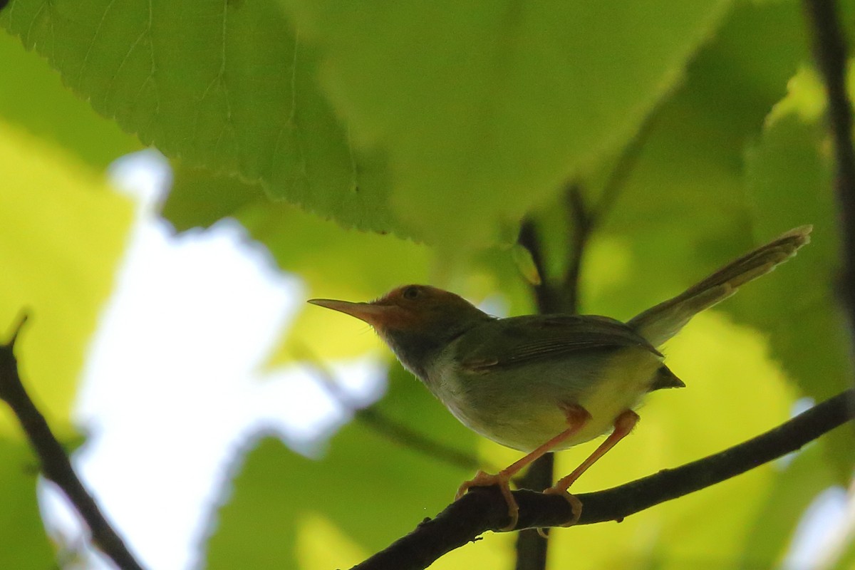 Olive-backed Tailorbird - ML620250005