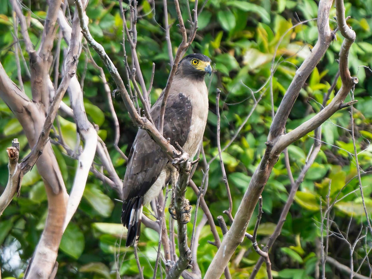 Crested Serpent-Eagle - ML620250018