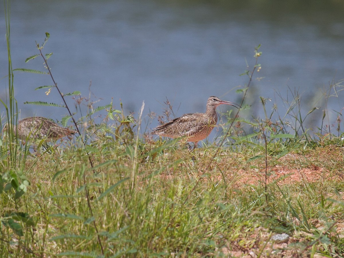 Regenbrachvogel - ML620250023