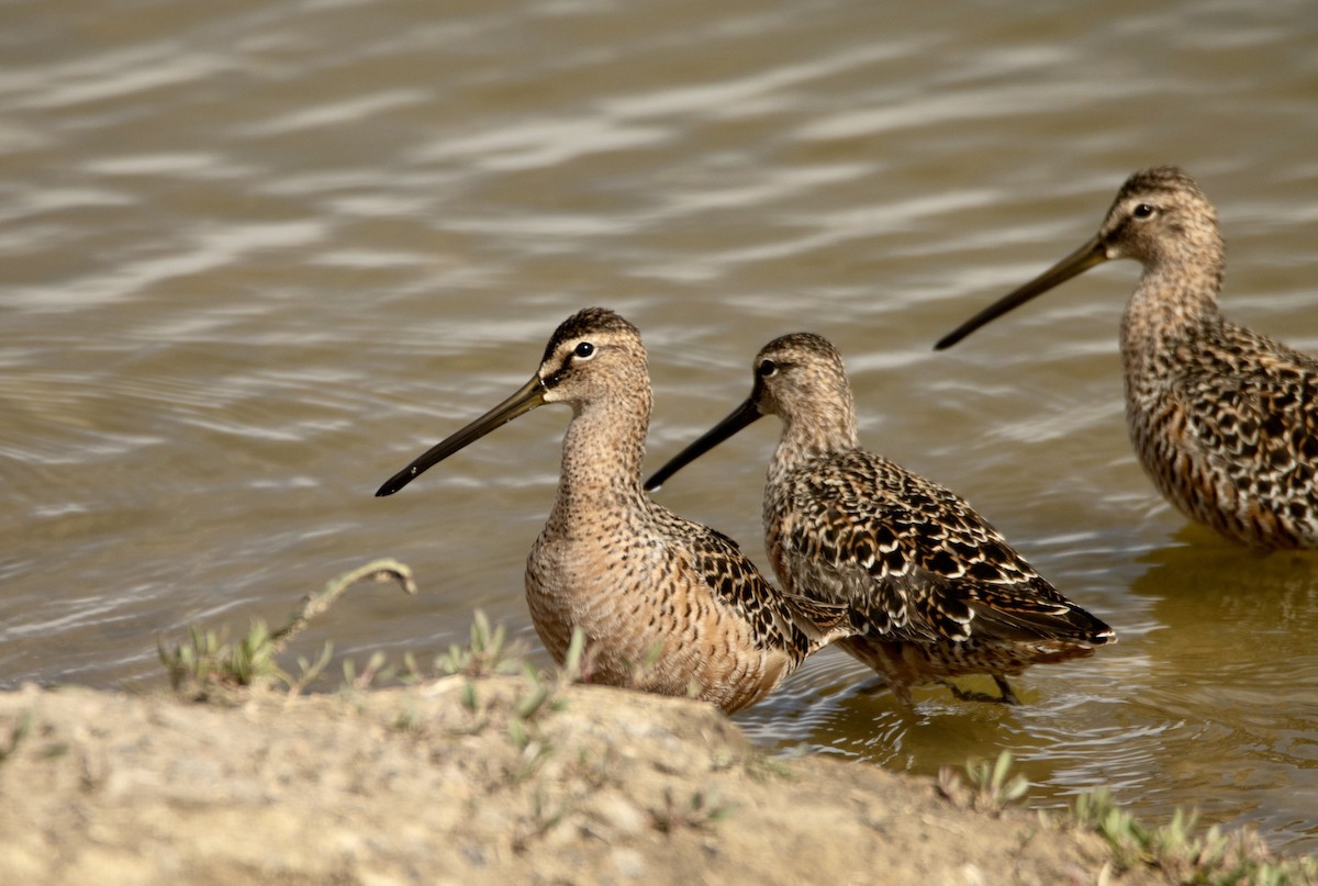Long-billed Dowitcher - ML620250027