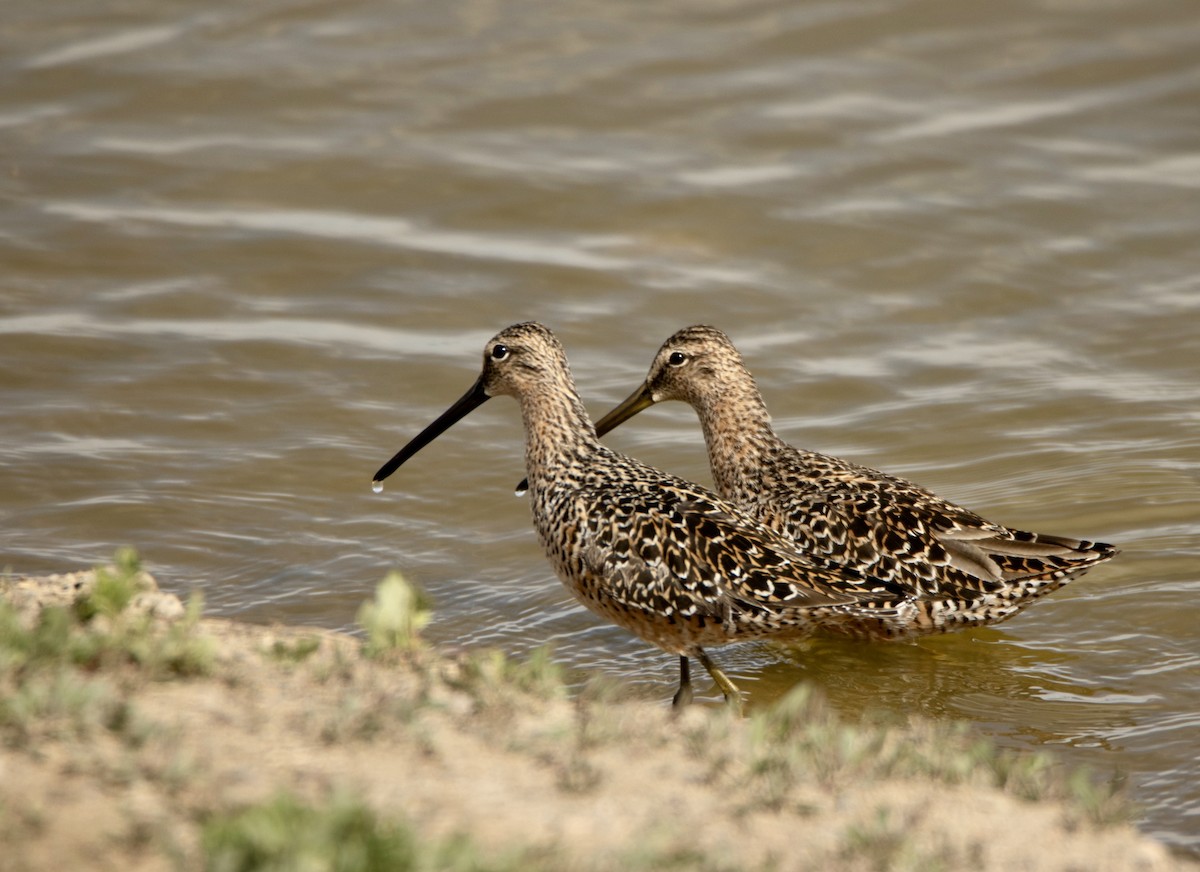 Long-billed Dowitcher - ML620250028