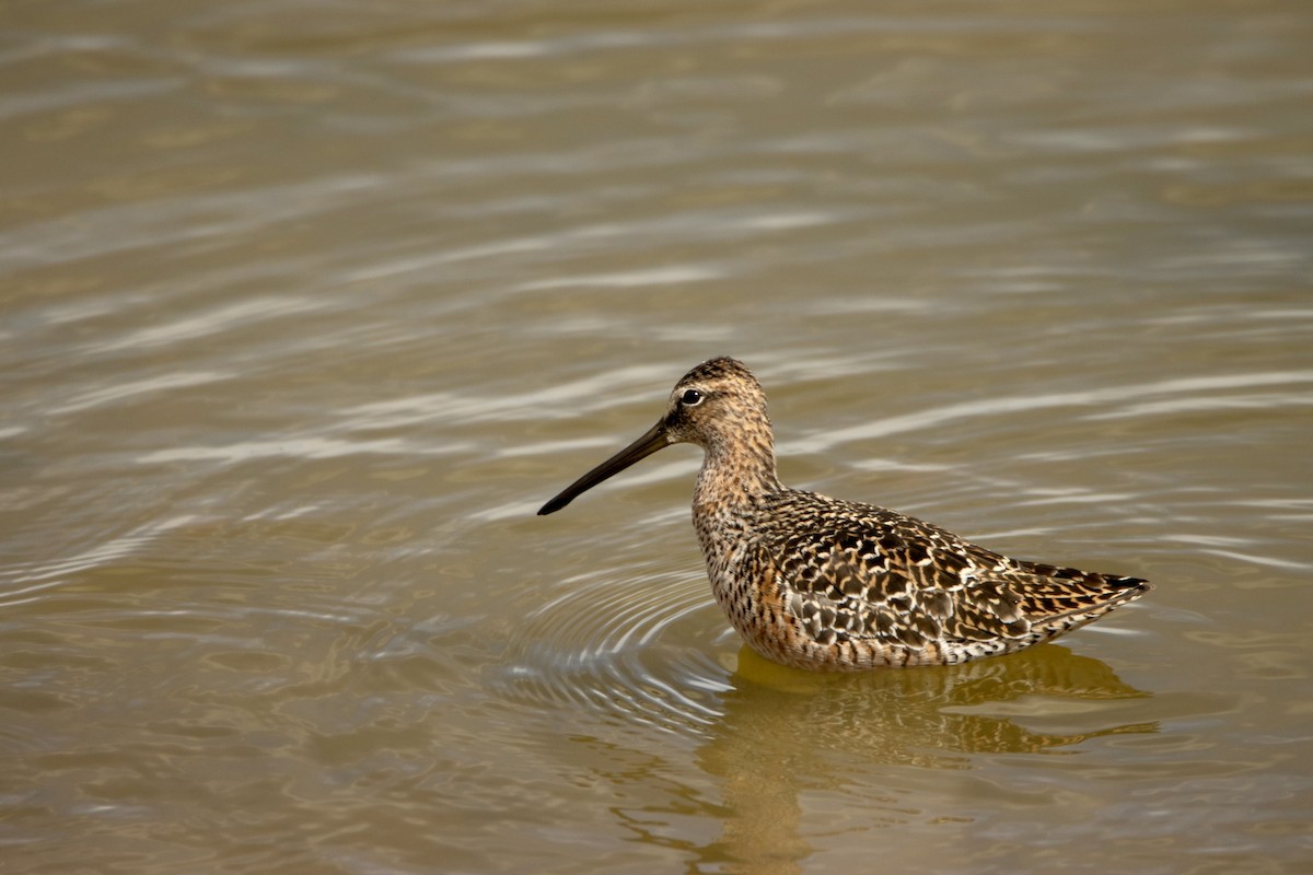Long-billed Dowitcher - ML620250029
