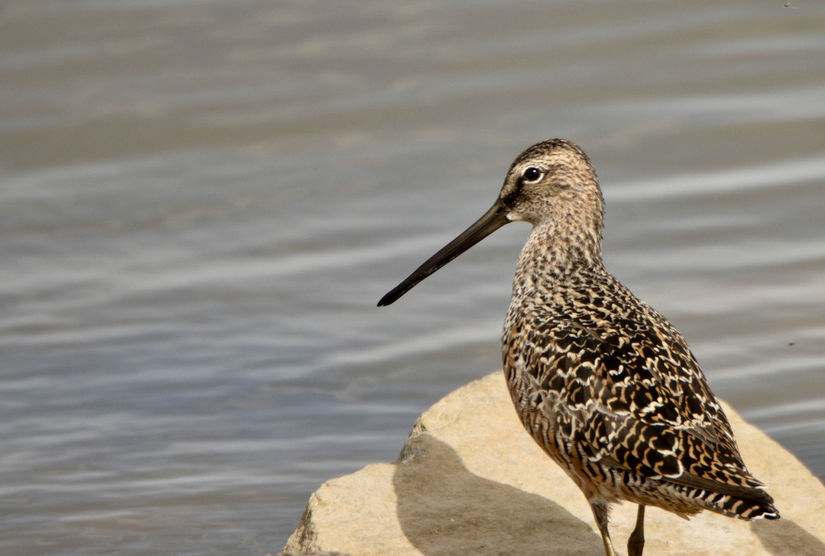Long-billed Dowitcher - ML620250030
