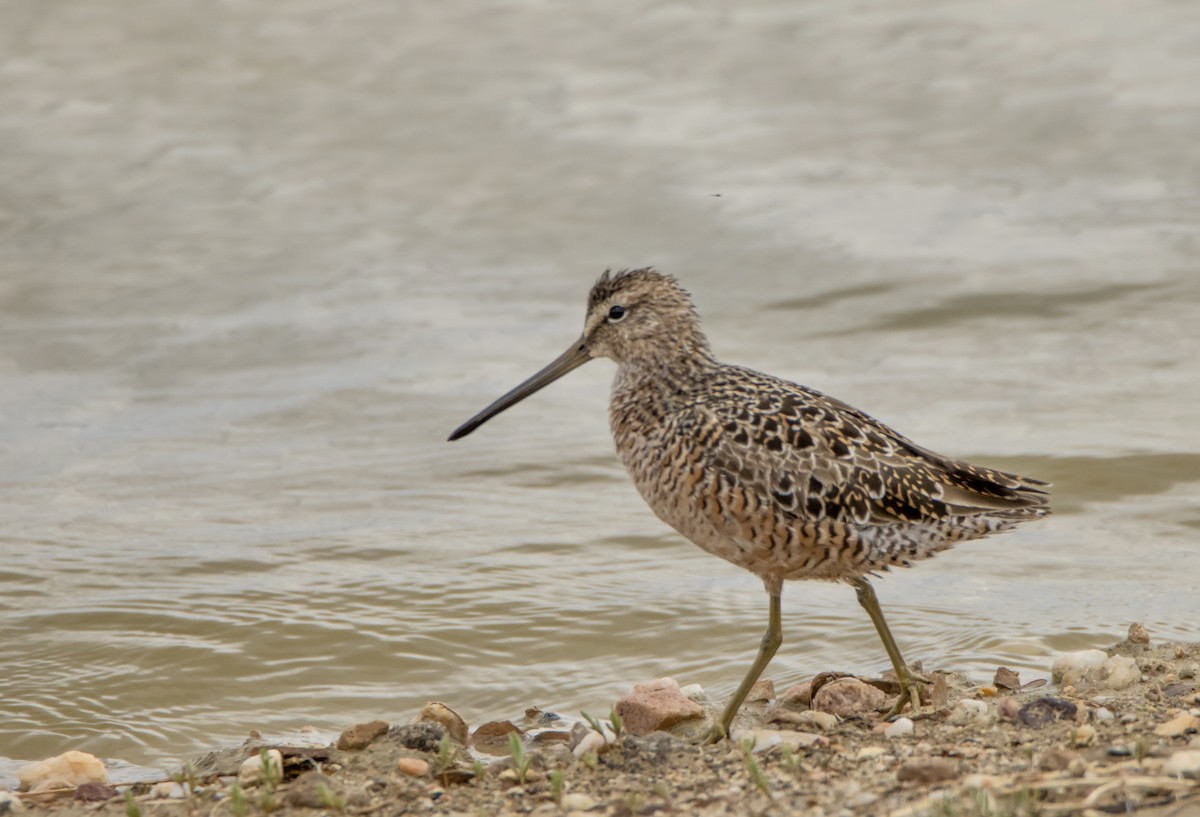 Long-billed Dowitcher - ML620250031