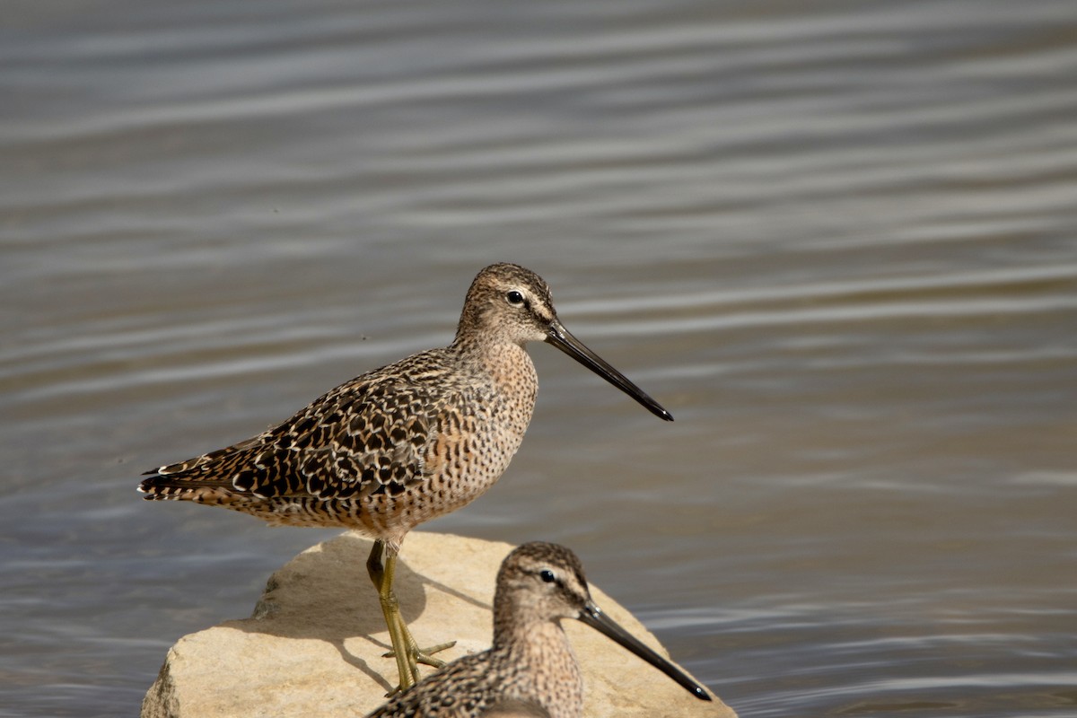 Long-billed Dowitcher - ML620250032