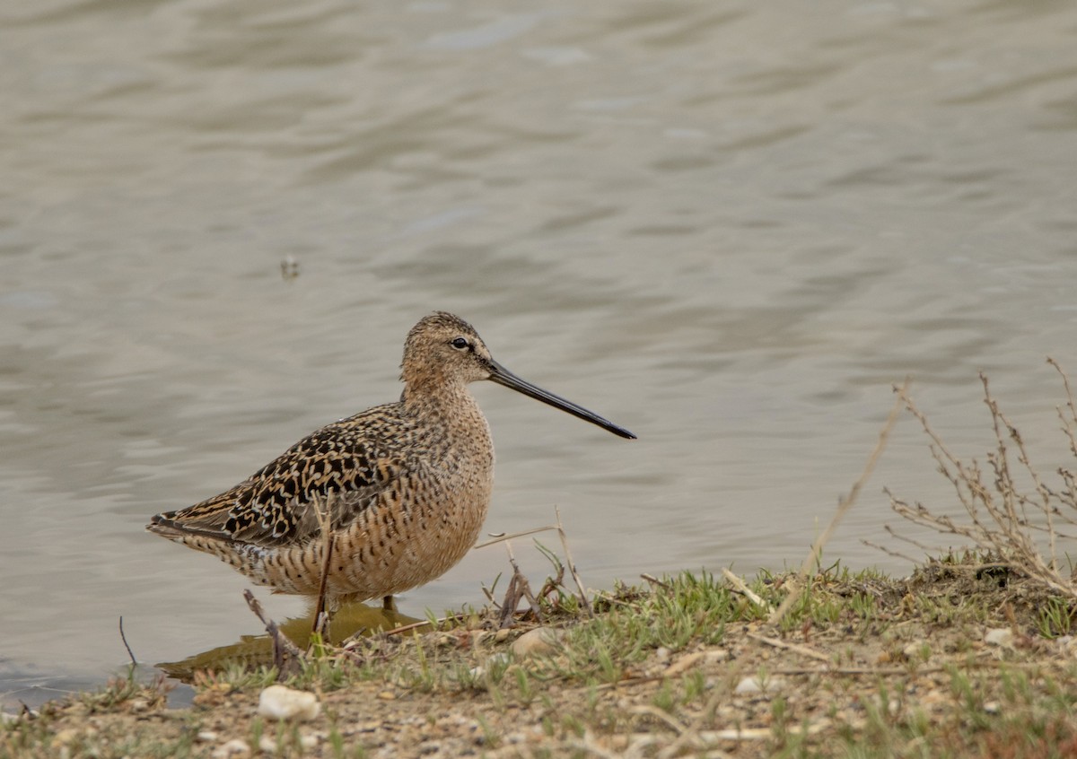 Long-billed Dowitcher - ML620250033