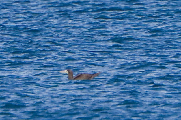 Brown Booby - ML620250035