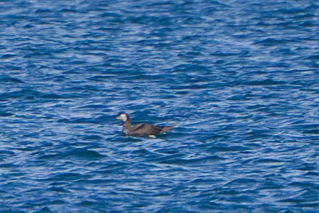 Brown Booby - ML620250036