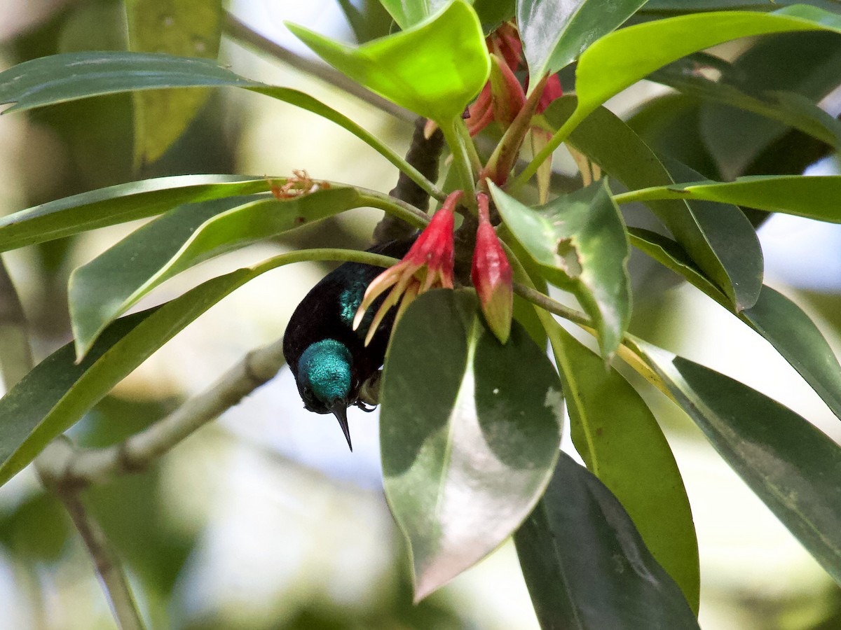 Copper-throated Sunbird - ML620250037