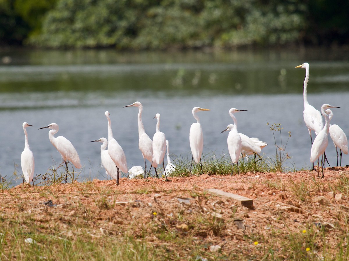 Little Egret - ML620250039