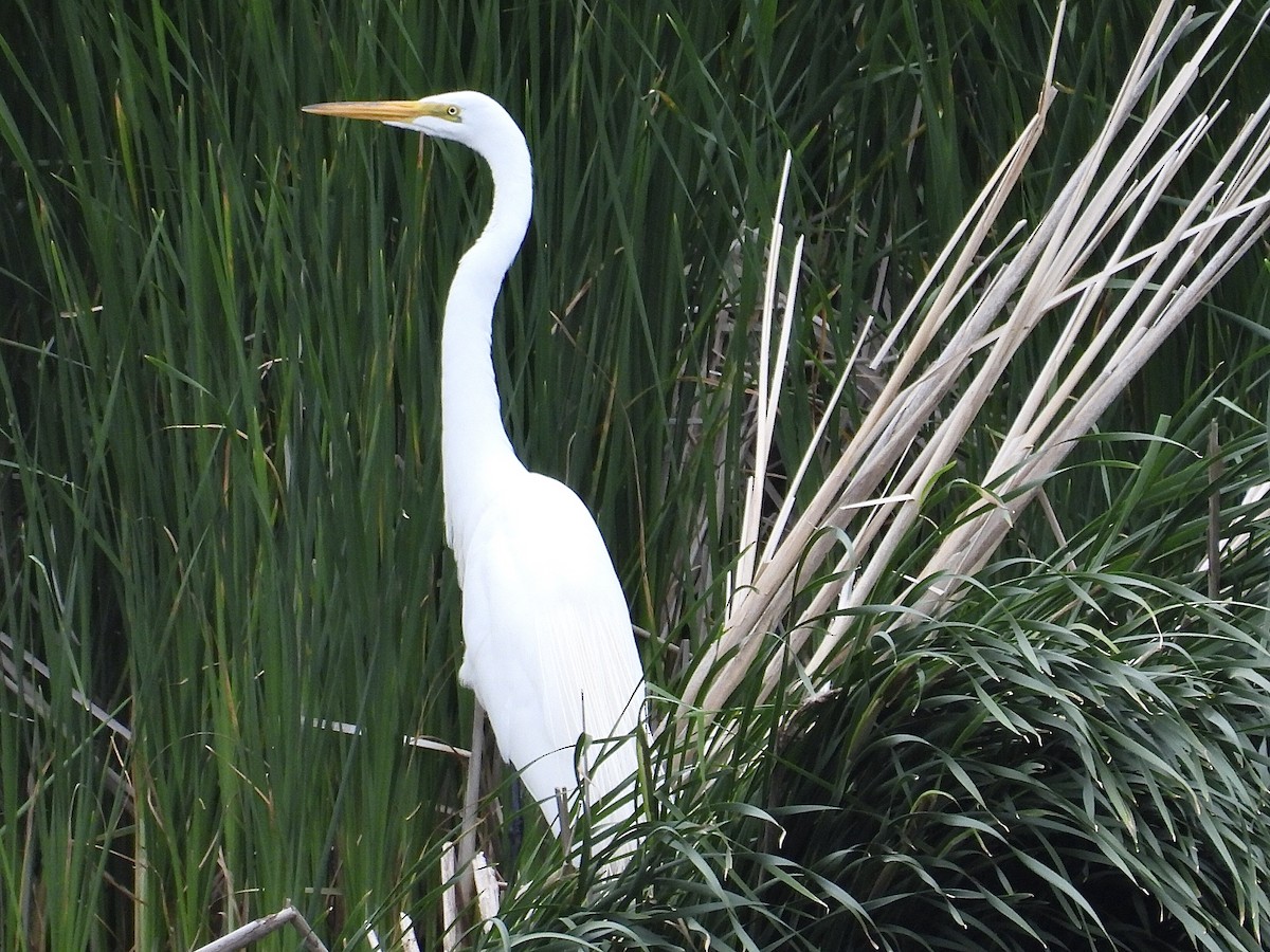 Great Egret - ML620250043