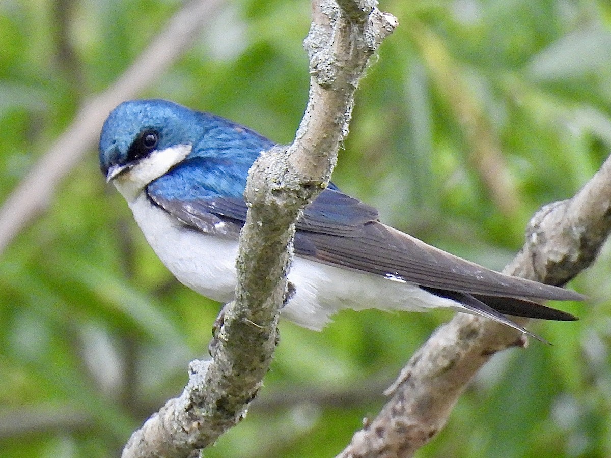 Golondrina Bicolor - ML620250048