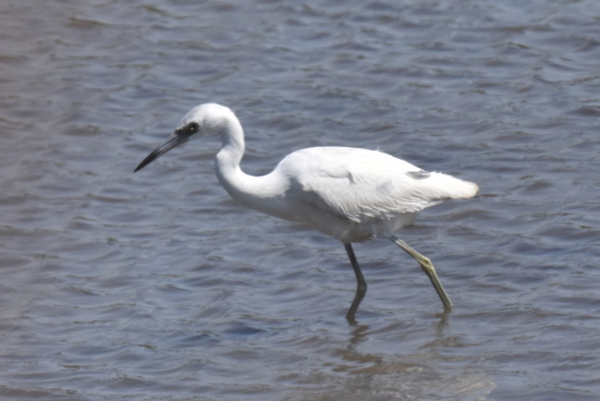 Little Blue Heron - ML620250051