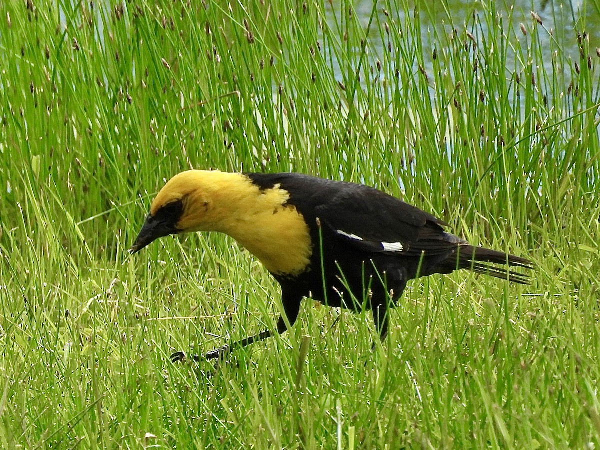Yellow-headed Blackbird - ML620250053