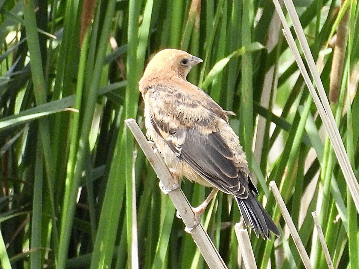 Yellow-headed Blackbird - ML620250054