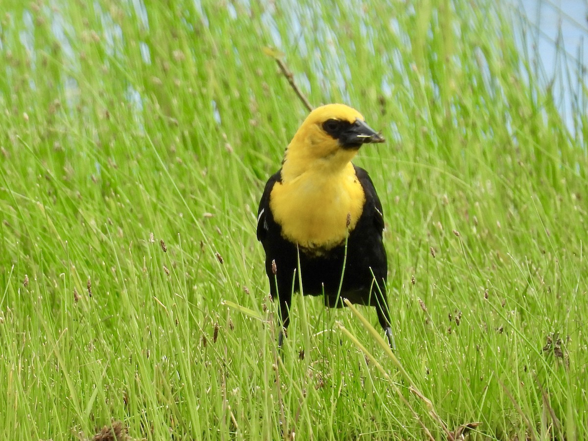 Yellow-headed Blackbird - ML620250055