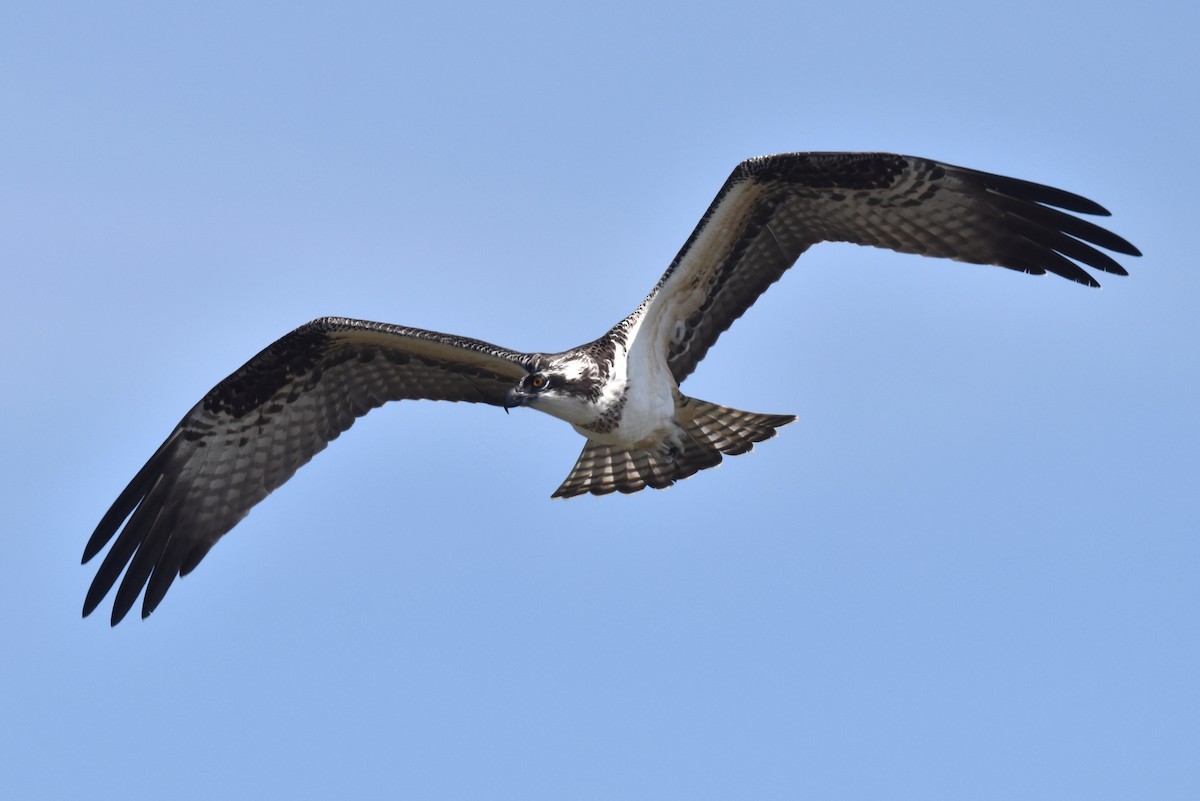 Águila Pescadora - ML620250059