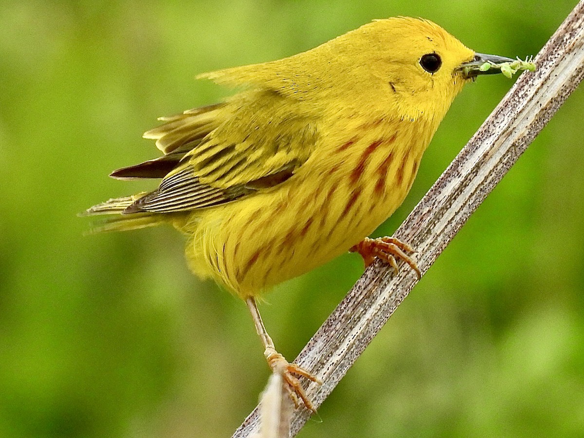 Paruline jaune - ML620250063