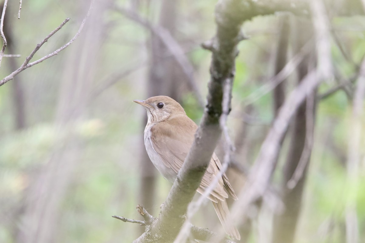 Veery - ML620250064