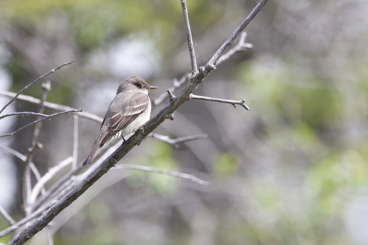 Alder Flycatcher - ML620250065