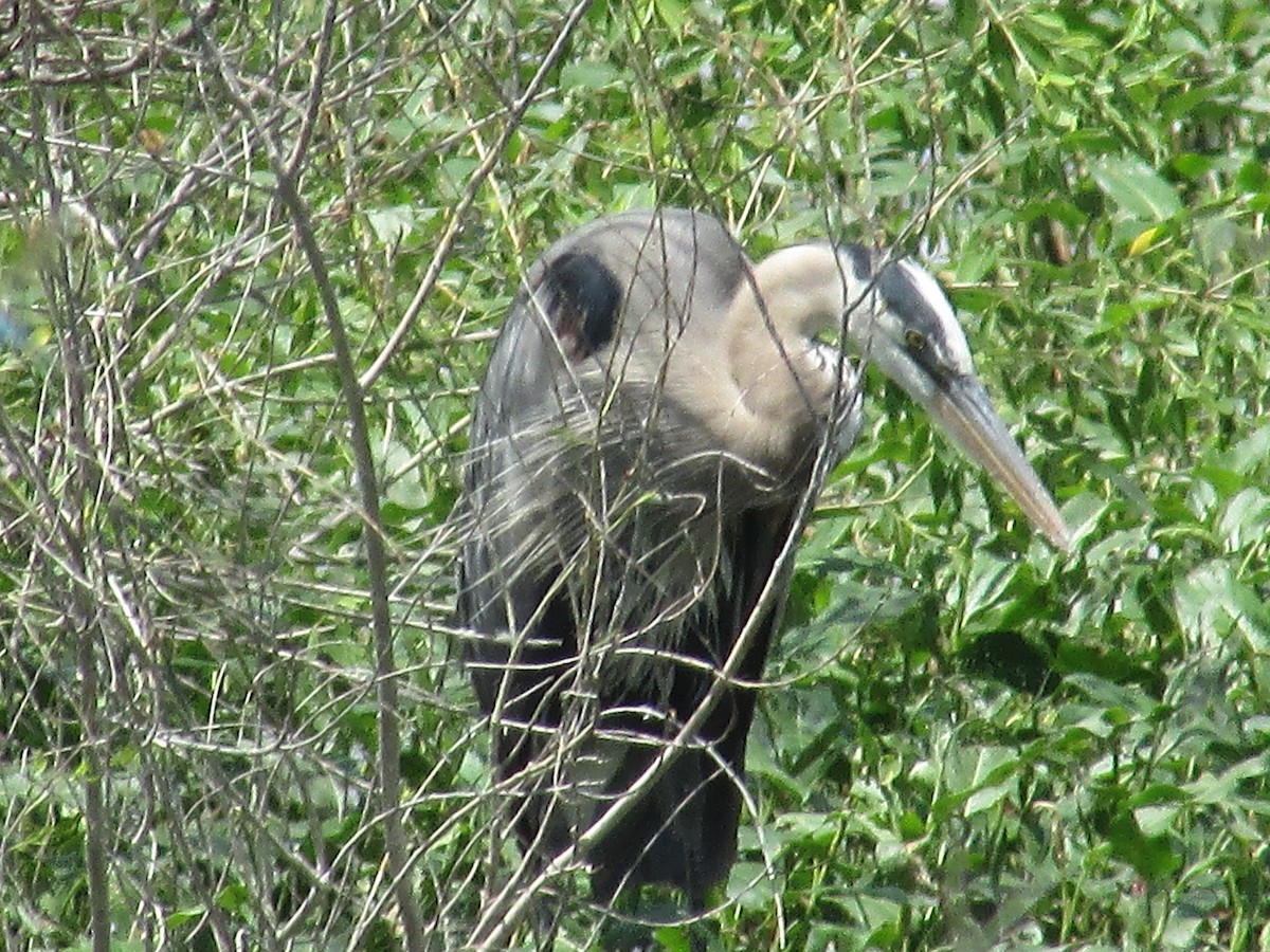 Garza Azulada - ML620250080