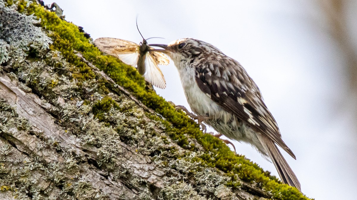 Brown Creeper - ML620250098