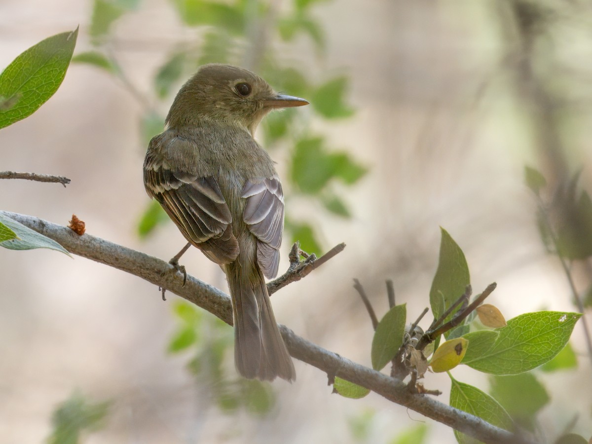 Western Flycatcher - ML620250105