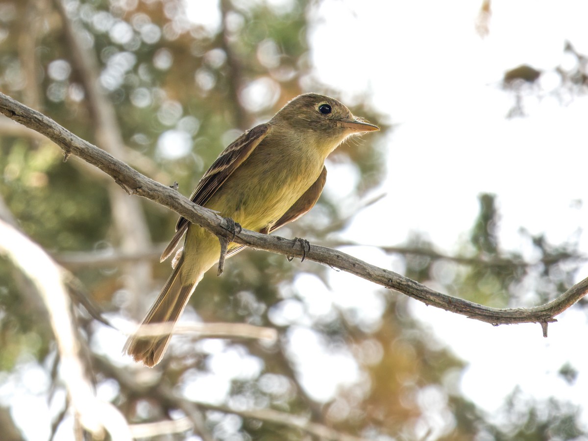 Western Flycatcher - ML620250107