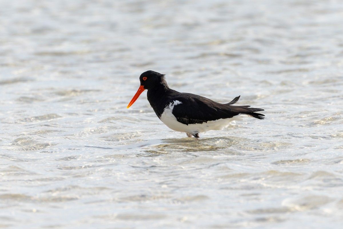 Pied Oystercatcher - ML620250109