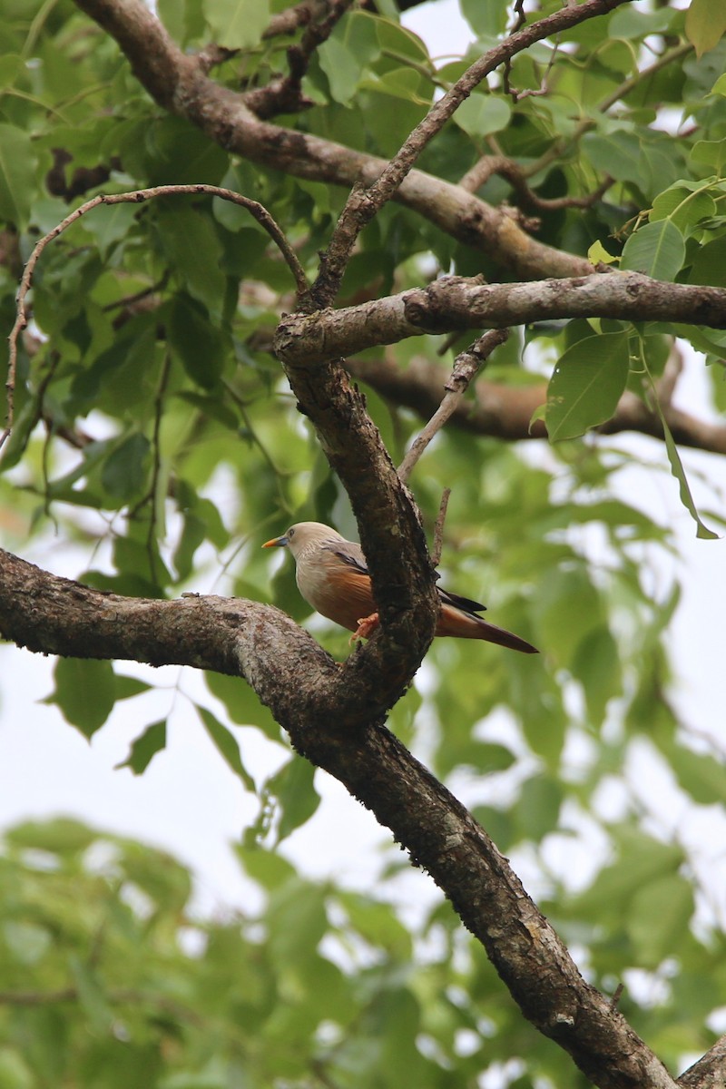 Malabar Starling - ML620250111