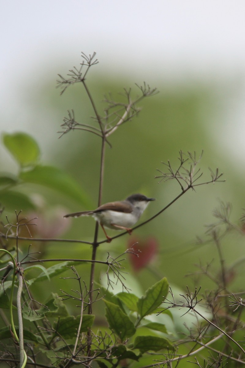 Gray-breasted Prinia - ML620250116