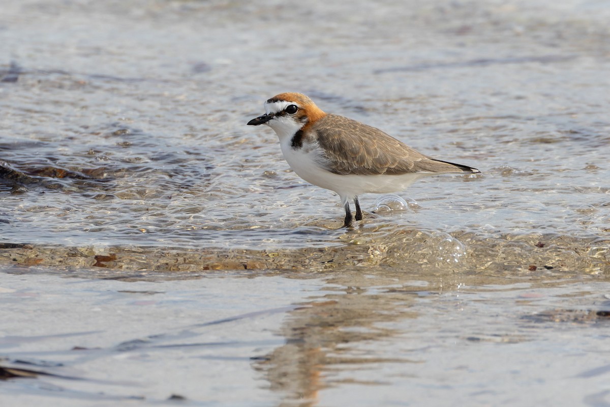 Red-capped Plover - ML620250117