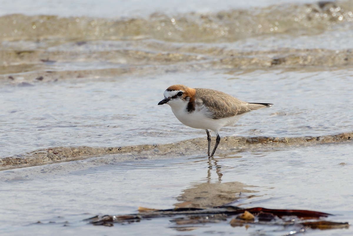 Red-capped Plover - ML620250118