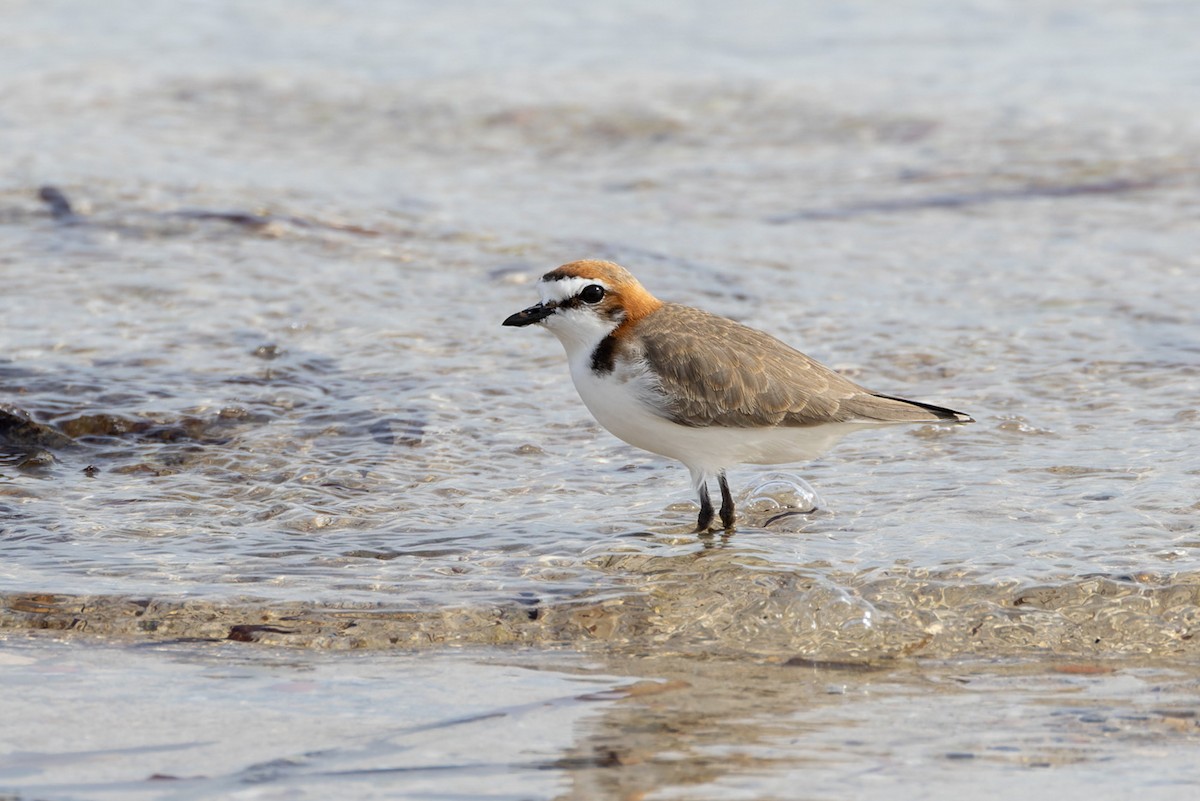 Red-capped Plover - ML620250119