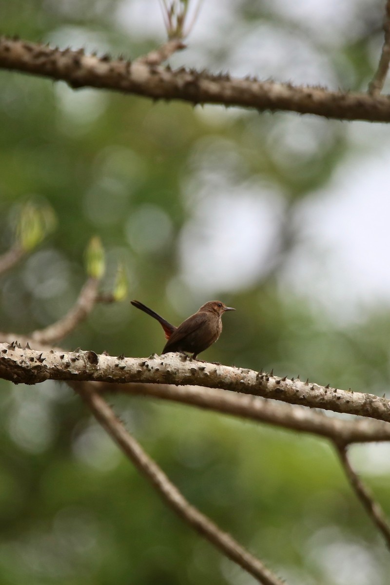 Indian Robin - ML620250127