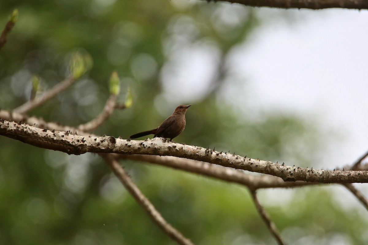 Indian Robin - ML620250128